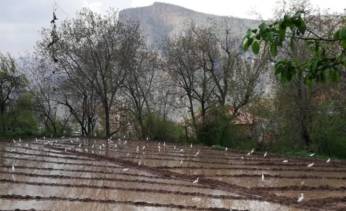 Göçmen kuşlar Çukurca’yı mesken tuttu