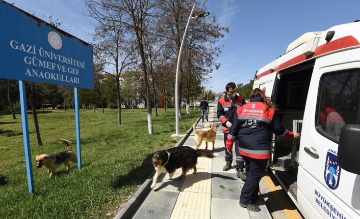 Gölbaşı’da karantina bölgesinden alınan sokak hayvanları yuvalarına kavuştu