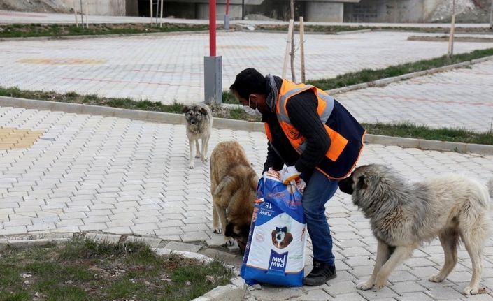 Gürpınar Belediyesi sokak hayvanlarını yalnız bırakmadı