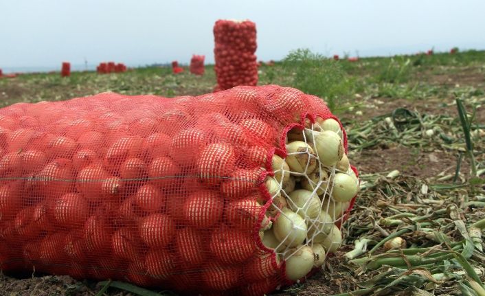 Hatay’da turfanda soğan hasadı başladı