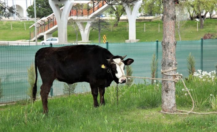 Hayırsever vatandaş polislere kumanya olarak büyükbaş hayvan bağışladı