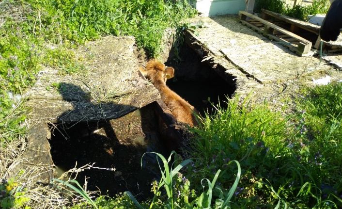 İnşaat alanında otlayan inek su kuyusuna düştü