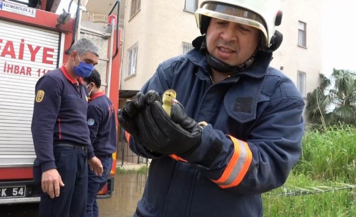 İtfaiye şaşkın ördeğin yavrularını 4. katın balkonundan kurtardı