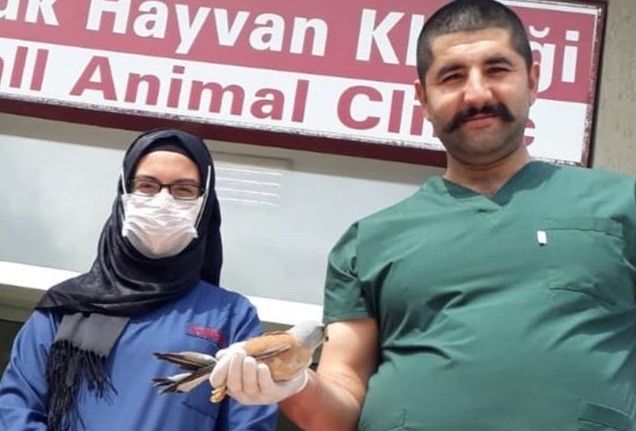 Kerkenez kuşunun tedavisi yapıldı, doğaya bırakıldı