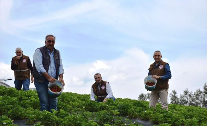 Köprübaşı’nda çilek hasadı başladı