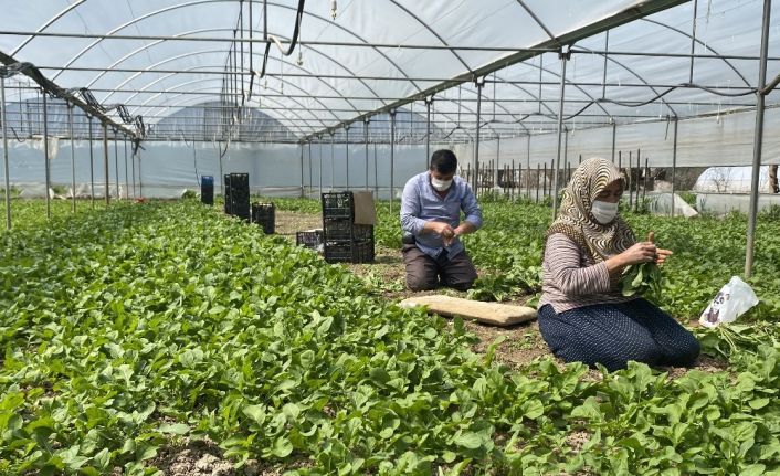 Korona sürecinde Sarıcakaya’da sebze ihracatı devam ediyor