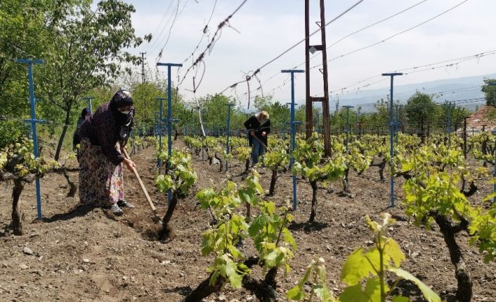 Korona virüs bağ yaprağı üretimine engel olamadı