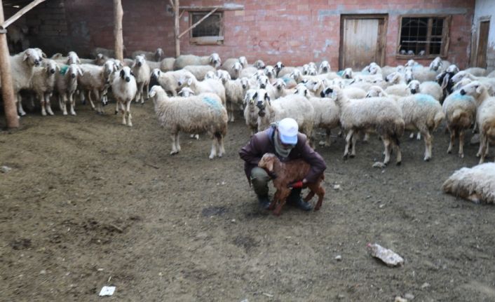 Koyun otlatırken Sağlık Bakanı’na şiir yazdı