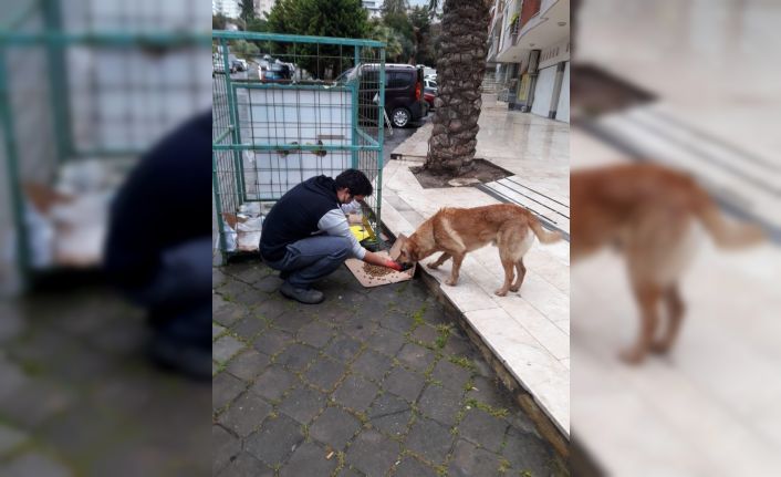 Kuşadası Belediyesi sokak hayvanlarını unutmadı