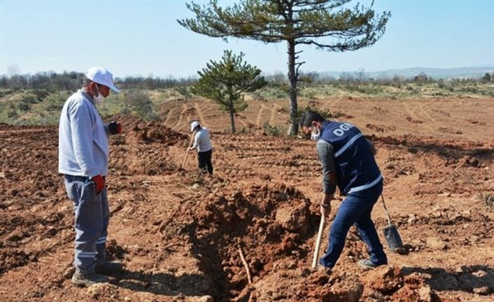 Kütahya Orman Bölge Müdürlüğü gelir getirici meyve dikimine başladı