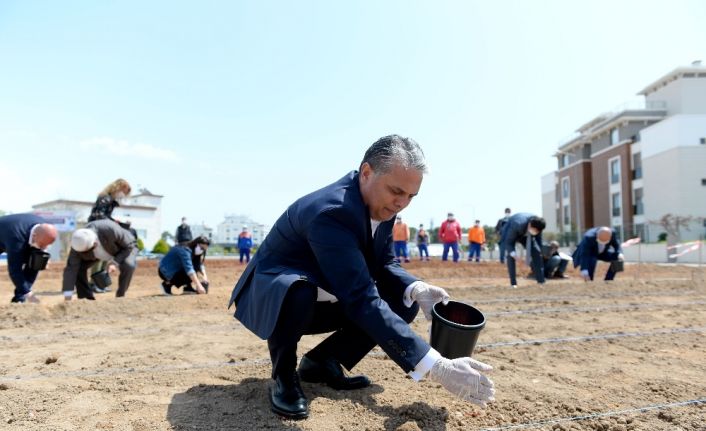 Muratpaşa’da mısır ekim alanı iki katına çıktı