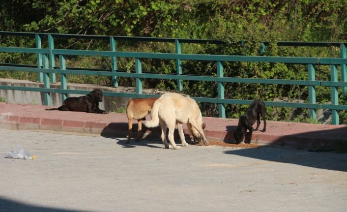 Mut’ta sokak hayvanları beslendi