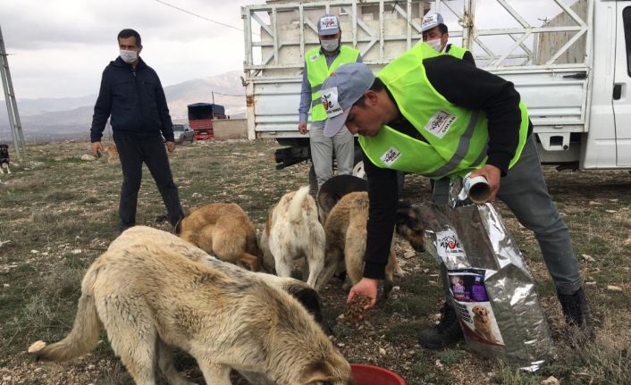 Niğde sokak hayvanlarına 5 ton mama dağıtıldı