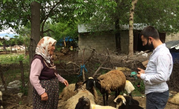 Önce koyunu sonra sahibini buldu