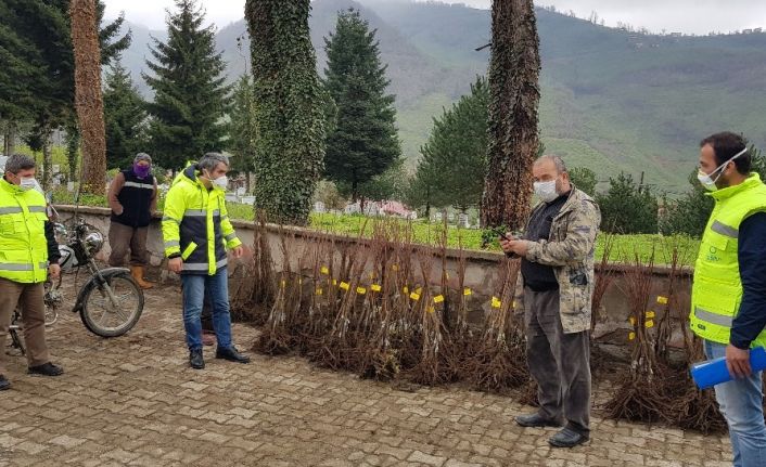 Ordu’da kestane üretimi başlıyor