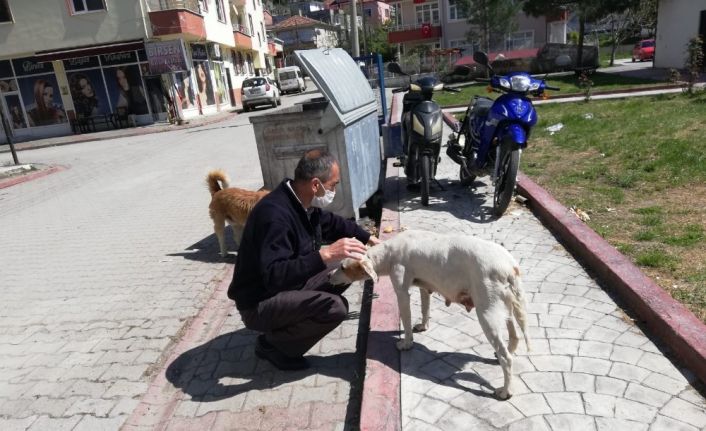 Özel izinle sokak hayvanlarını besliyorlar