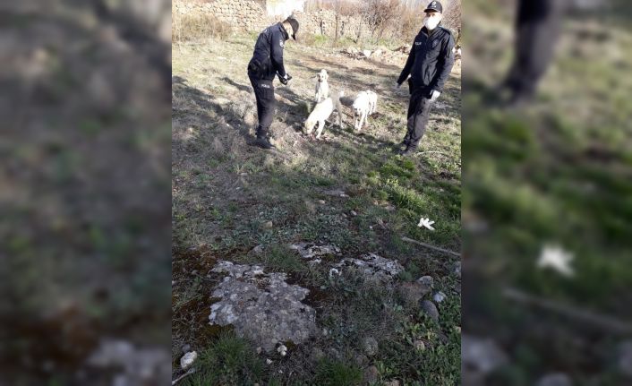 Polisler, sokak hayvanlarına mama veriyor