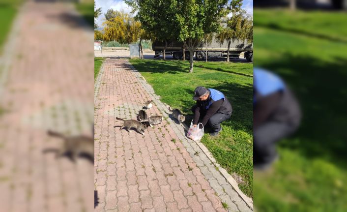 Polisler, sokakta yaşayan sahipsiz kedilere yiyecek bıraktı