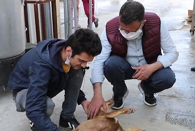 Sahipsiz kalan kedi yavrusunu köpek emziriyor