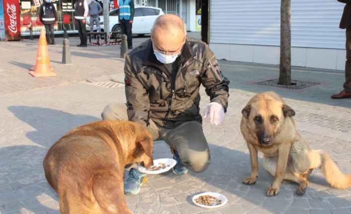 Sakarya İl Emniyet Müdürü Kaya, sokak hayvanlarını besledi