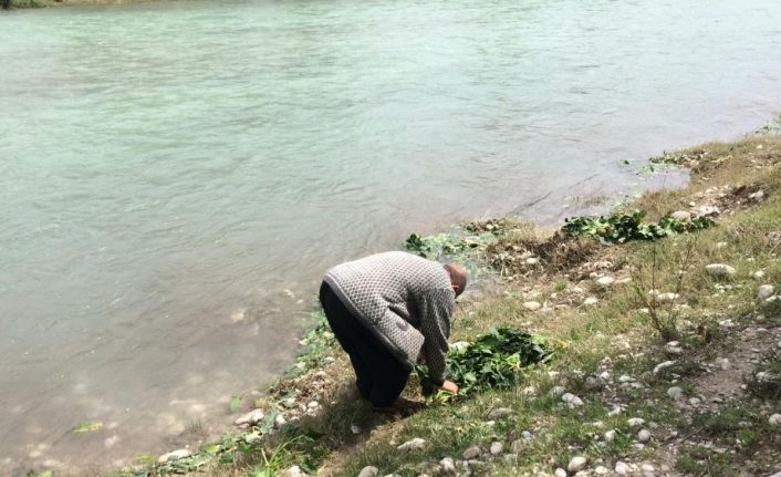 Savrun çayında şaşırtan görüntü