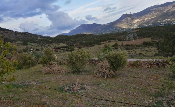 Silifke’de bir şahsın bahçesindeki zeytin ağaçları ikinci kez kesildi