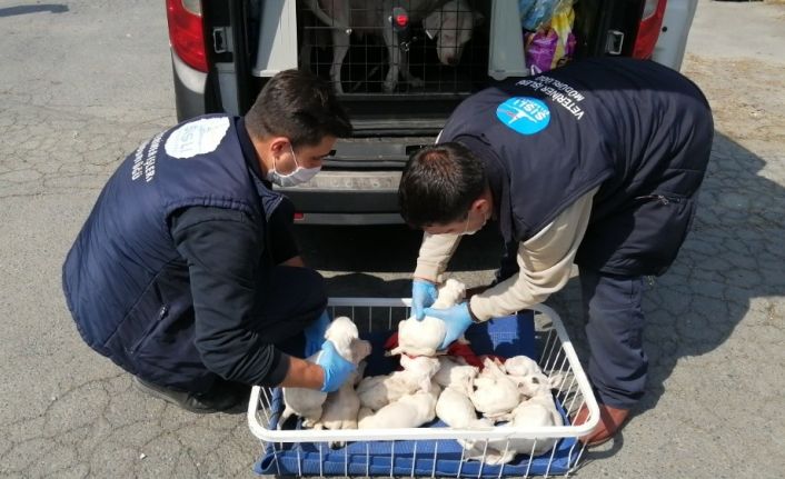 Şişli’de yavru köpeklere belediye ekipleri sahip çıktı