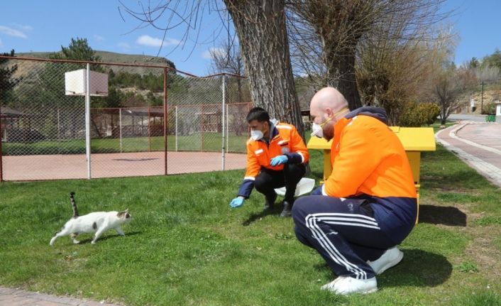 Sivas Belediyesi sokak hayvanlarını unutmadı