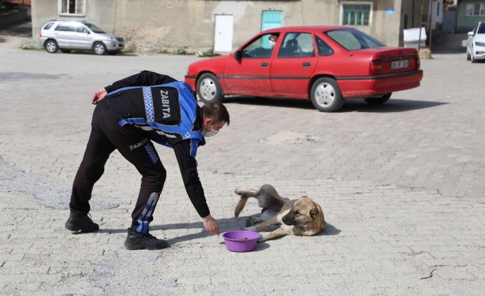 Sivrihisar’da sokak hayvanları aç kalmıyor