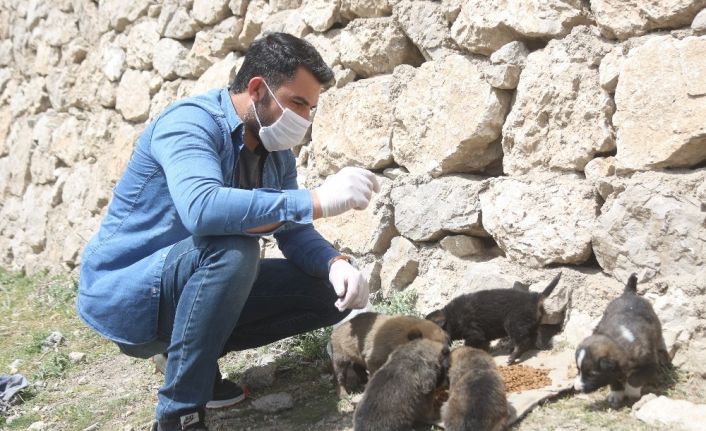 Sokağa çıkma kısıtlamasında aç kalan hayvanlar için seferber oldular