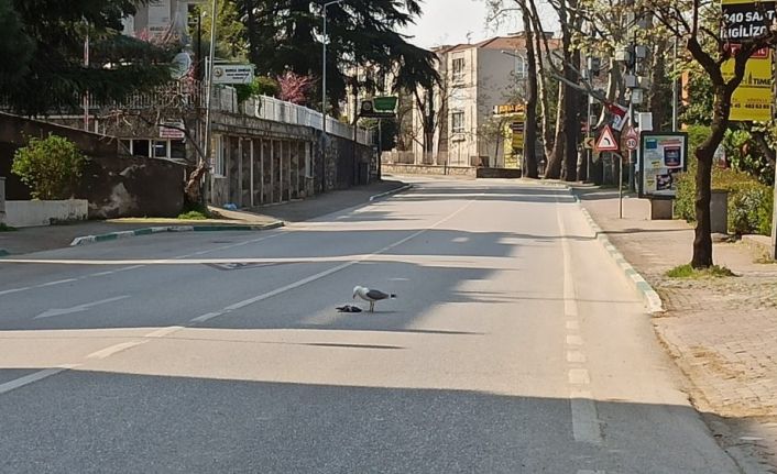 Sokağa çıkma yasağı geldi caddeler martılara kaldı