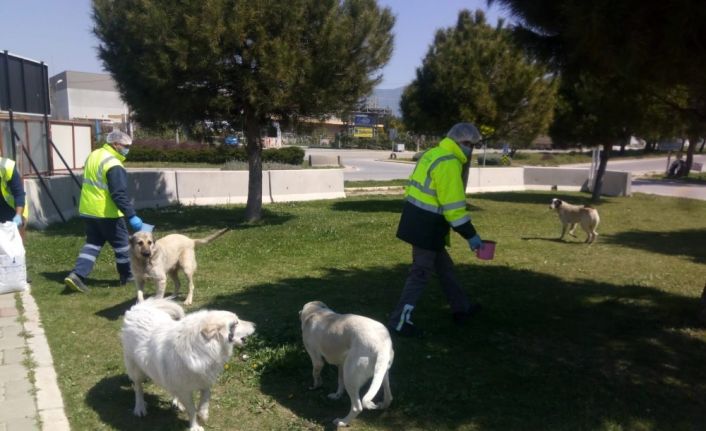 Sokağa çıkma yasağında can dostlar unutulmadı