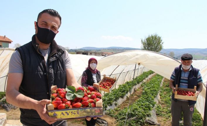 Sokağa çıkma yasağında erken çilek hasadı