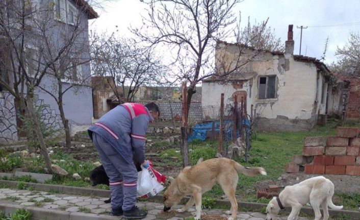 Sokak hayvanları besleniyor