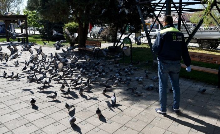 Sokak hayvanları şefkat ile besleniyor