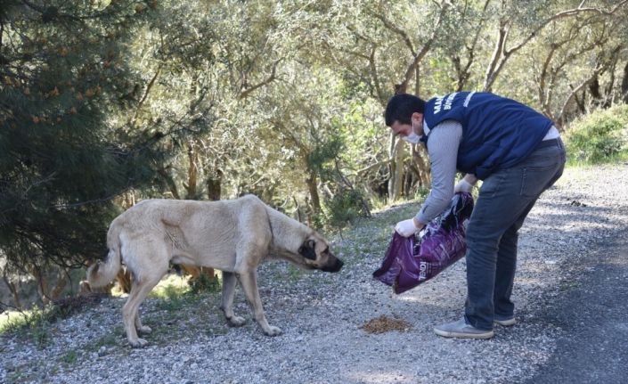 Sokak hayvanlarına mama desteği sürüyor