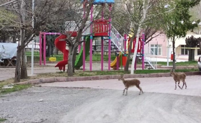 Sokakların boş kaldığı ilçe yine yaban keçilerine kaldı