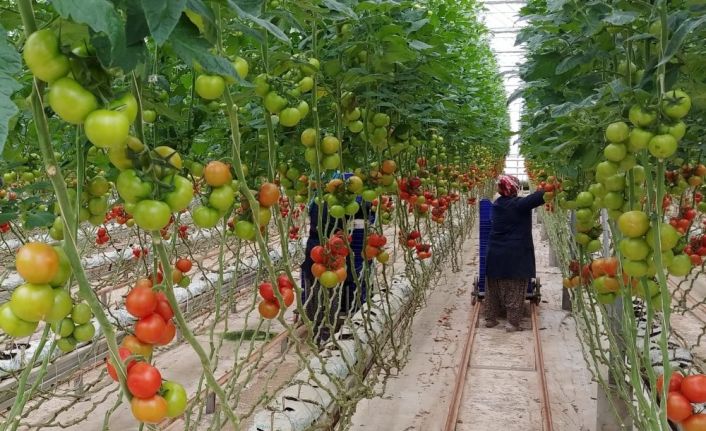 Tarımsal üretim kesintisiz sürüyor