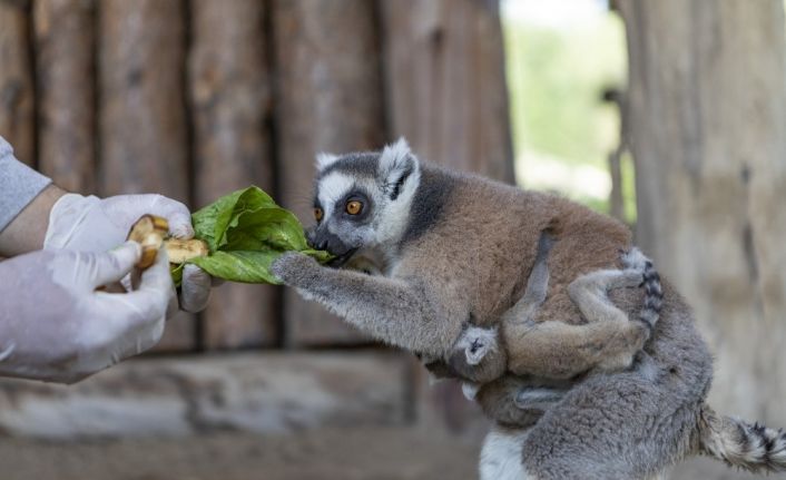 Tarsus Doğa Parkı’nda ikiz lemur mutluluğu