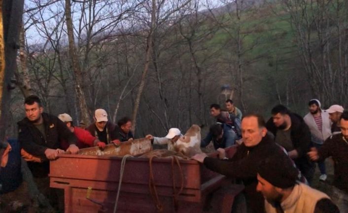 Uçurumdan yuvarlanan inek itfaiye tarafından kurtarıldı