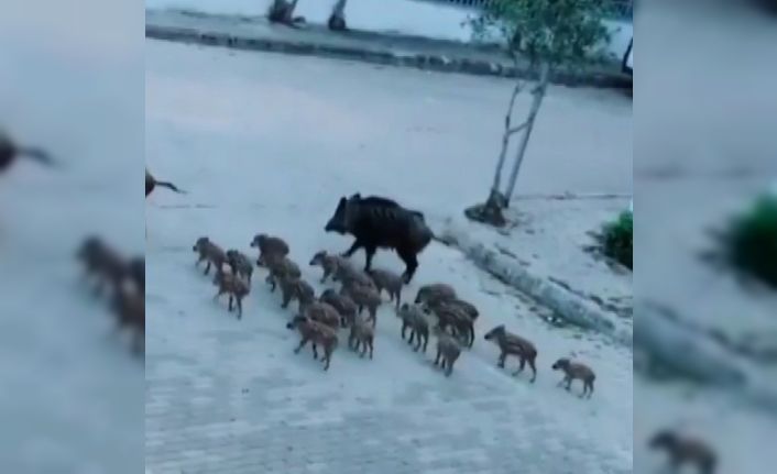 Ünlü turizm beldesinde domuzlar caddelerde geziyor