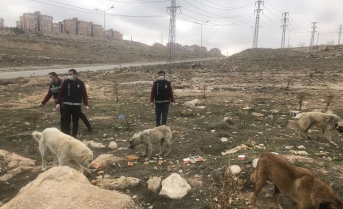 Van polisi sokak hayvanlarını unutmadı