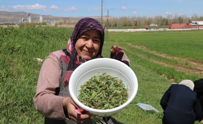 Yabani otların arasından tek tek topluyorlar