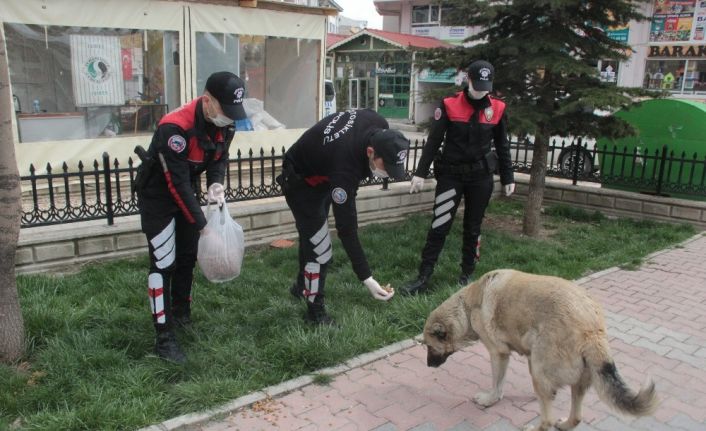 Yunus timleri sokak hayvanlarını da unutmadı