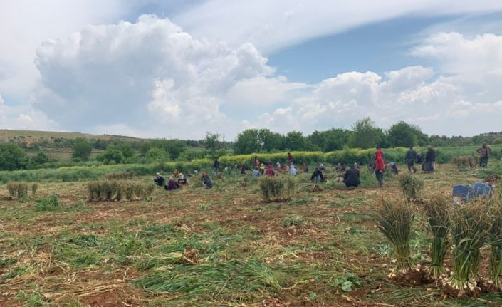 1 Mayıs’ı tarlada çalışarak geçirdiler