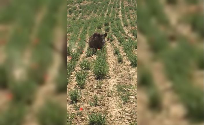 Aç kalan yaban domuzu şehir merkezindeki kekik tarlasına girdi