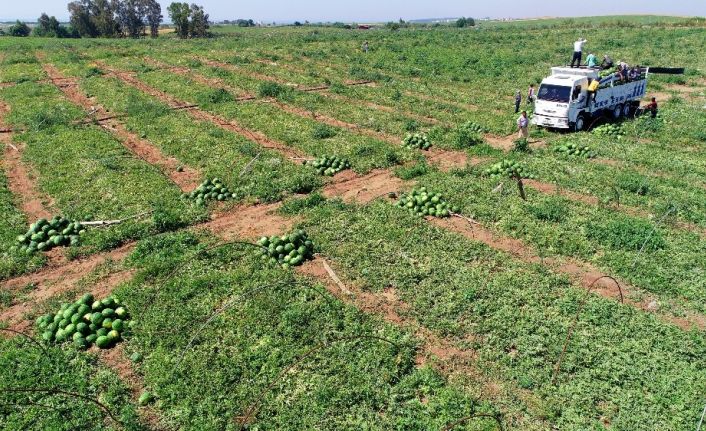 Adana’da karpuzda hasat coşkusu