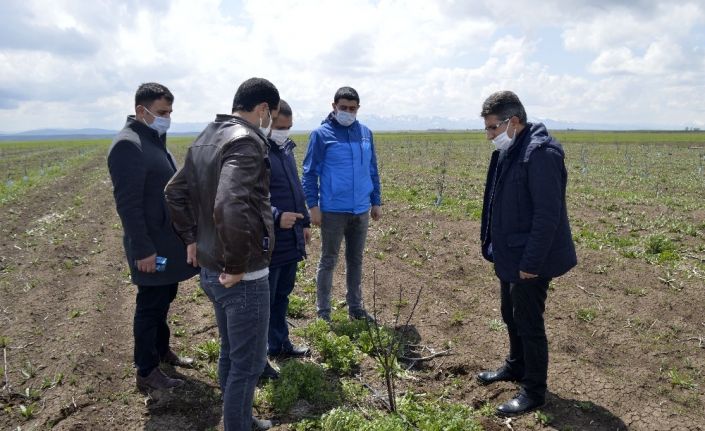 Ağrılı çiftçiler üretime devam ediyor