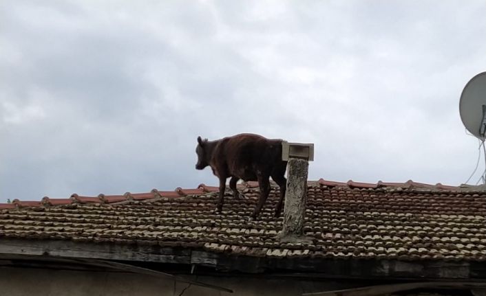 Ahırdan kaçan buzağı çatıya çıktı