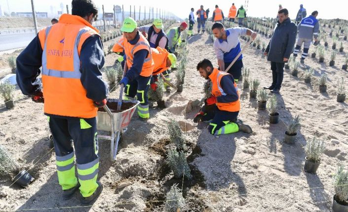 Ankara Büyükşehirden lavanta üreticilerine destek